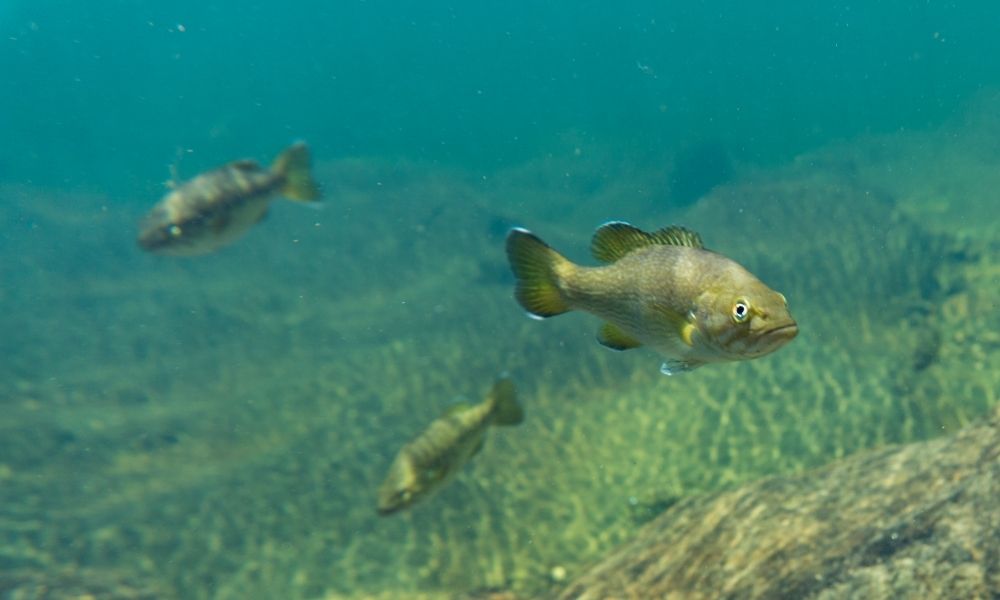 Bass flies