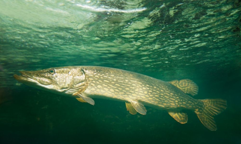 Pike flies
