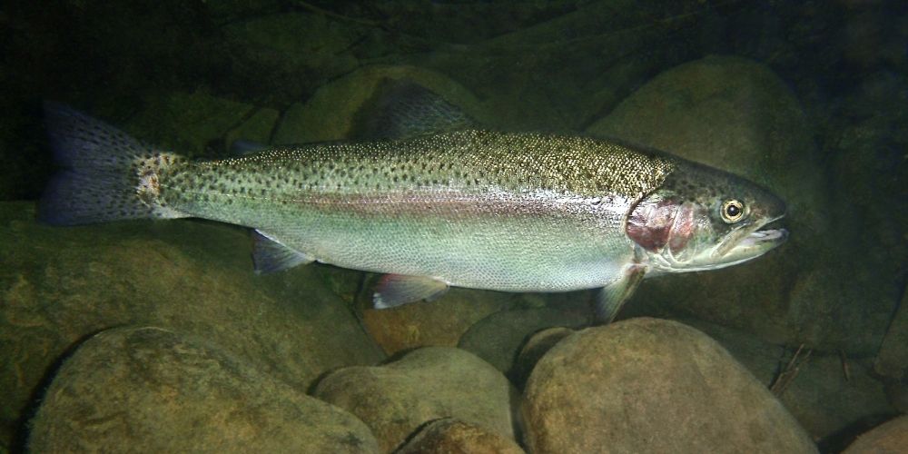 Steelhead flies