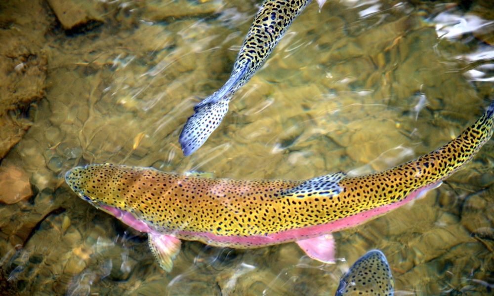 Trout flies